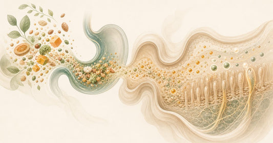 Elegant digestion process visual showing food becoming absorbable nutrients