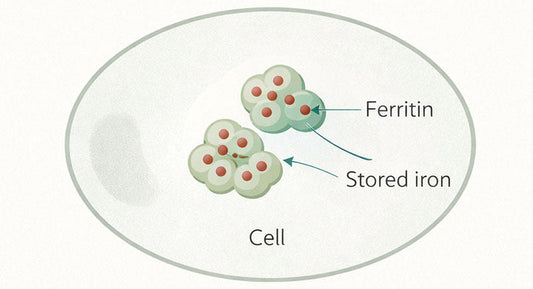 What Is Ferritin? Your Iron Stores, Explained (And Why Your GP Checks It)