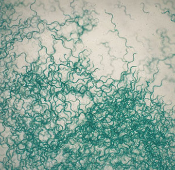 ALPHYCA spirulina under the microscope